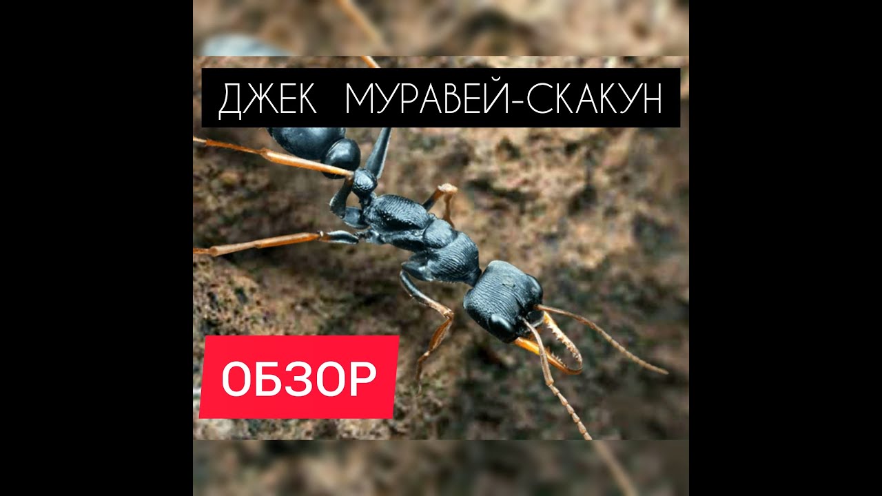 ДЖЕК МУРАВЕЙ-СКАКУН! ОБЗОР! Генерал с большим уроном! The Ants: Underground Kingdom