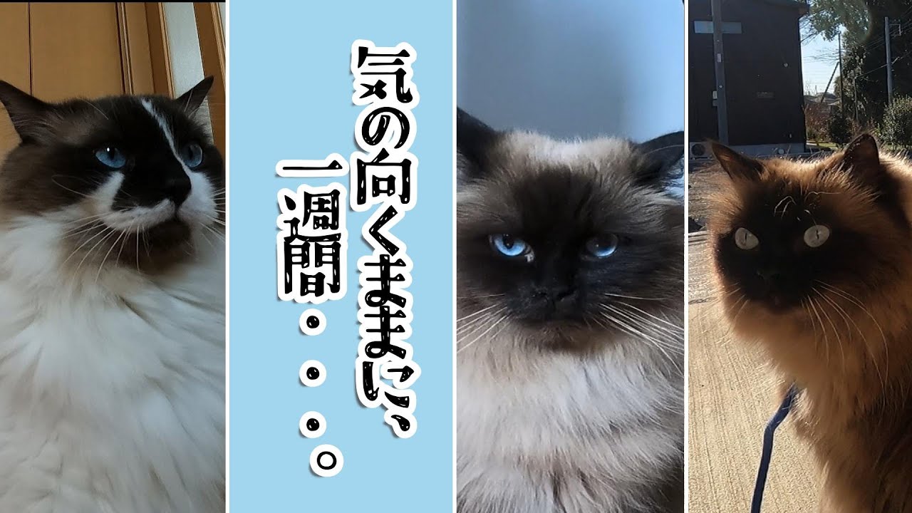 気の向くままに、一週間・・・。　#グリンとグランの陽だまり日記　#猫