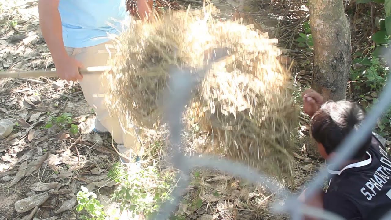 យកឃ្មុំលើកដំបូងយកផៅមកដុតមិនដែលឃើញទេ