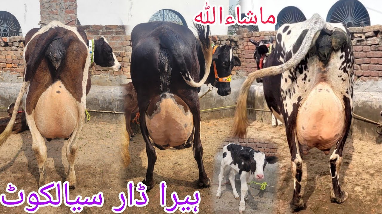 ماشاءاللہ ہیرا ڈار سیالکوٹ کی 6 خوبصورت سجر گائے برائےفروخت 10 مارچ 2026 HajiArfazChannel