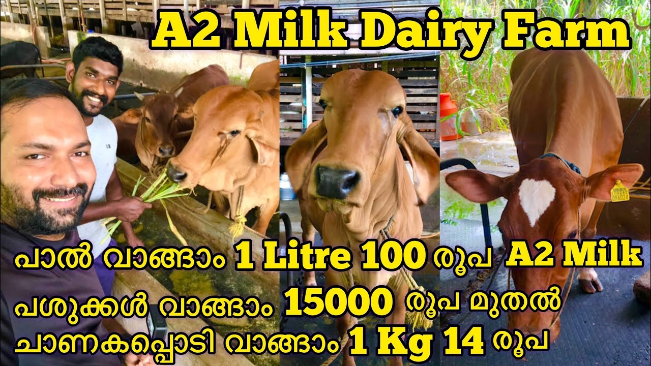 A2 Milk Dairy Farm | 3 തരത്തിലുള്ള 30 പശുക്കളുടെ ഫാം | 1 Cow 18 Litres