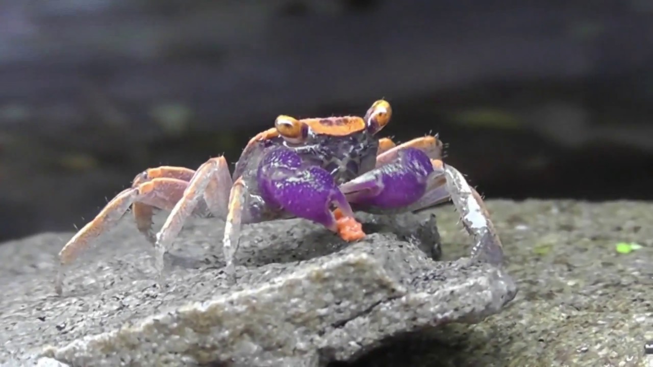 Disco Vampire Crab (Geosesarma tiomanicum) - www.shrimp.sk