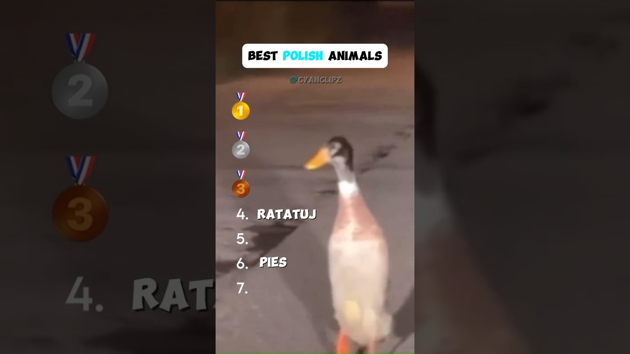 Ranking Polish animals #memes #memesdaily #shorts #fyp