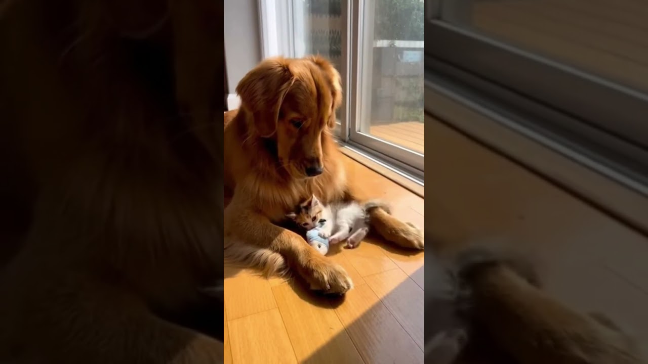 Golden Retriever and a Kitten's Daily Life