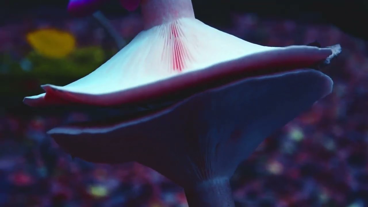 Life and Tales | Episode 3: My Wonderland | anti-anxiety video
