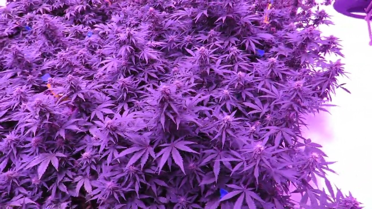 Chem Cookies & 3 Orca Auto flowers 7-10-2022