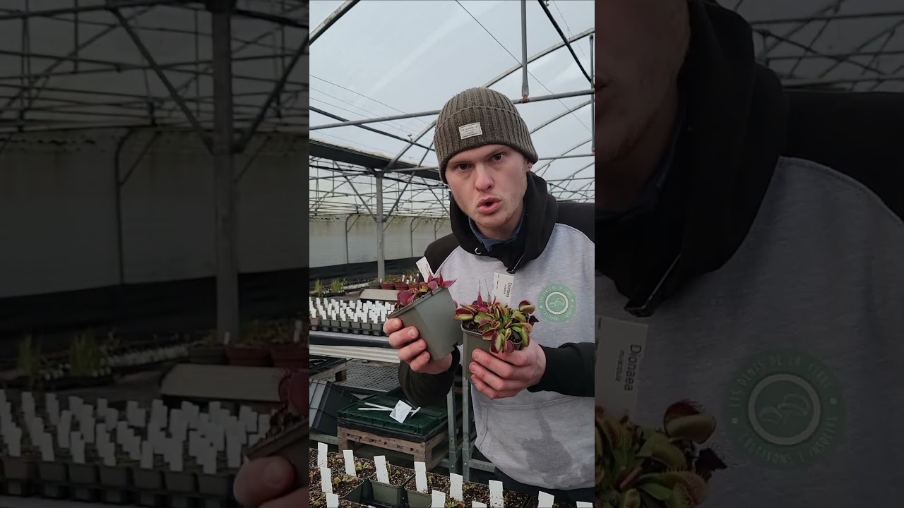 3️⃣ conseils pour r&eacute;ussir &agrave; cultiver sa Plante Carnivore 🪴 #plante #plantecarnivore #jardin