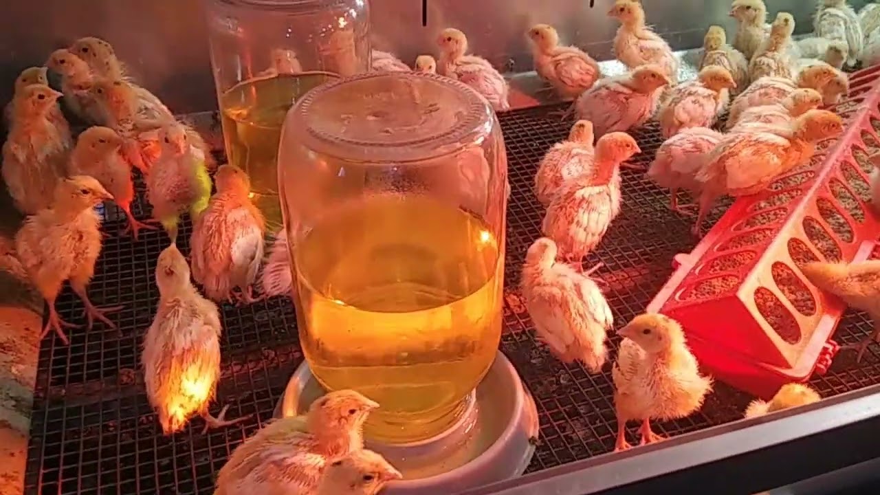 Первые две недели жизни перепелов