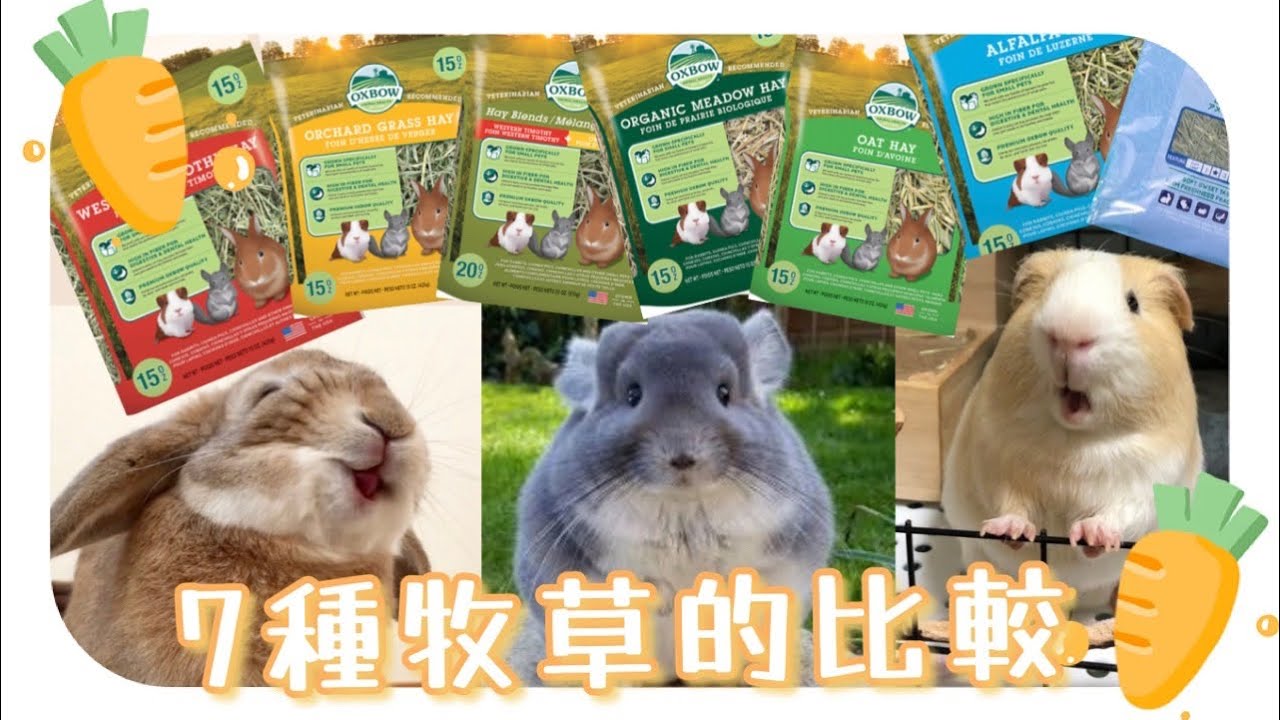 [粉紅教室]7種牧草的比較｜那一種牧草適合您的寶寶呢｜牧草一次了解｜天竺鼠｜兔子｜龍貓｜齧齒動物｜苜蓿草｜提摩西草一割｜提摩西草二割｜提摩西草三割｜果園草｜燕麥草｜百慕達草｜粉紅世界｜巴拉琪琪｜寵物台