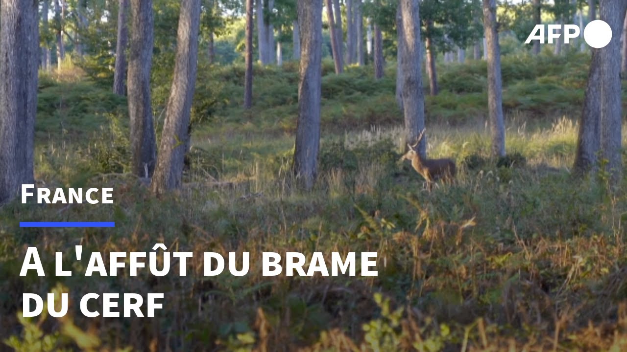 Brame du cerf dans l'Allier: un cri qui fascine, une chasse qui divise | AFP