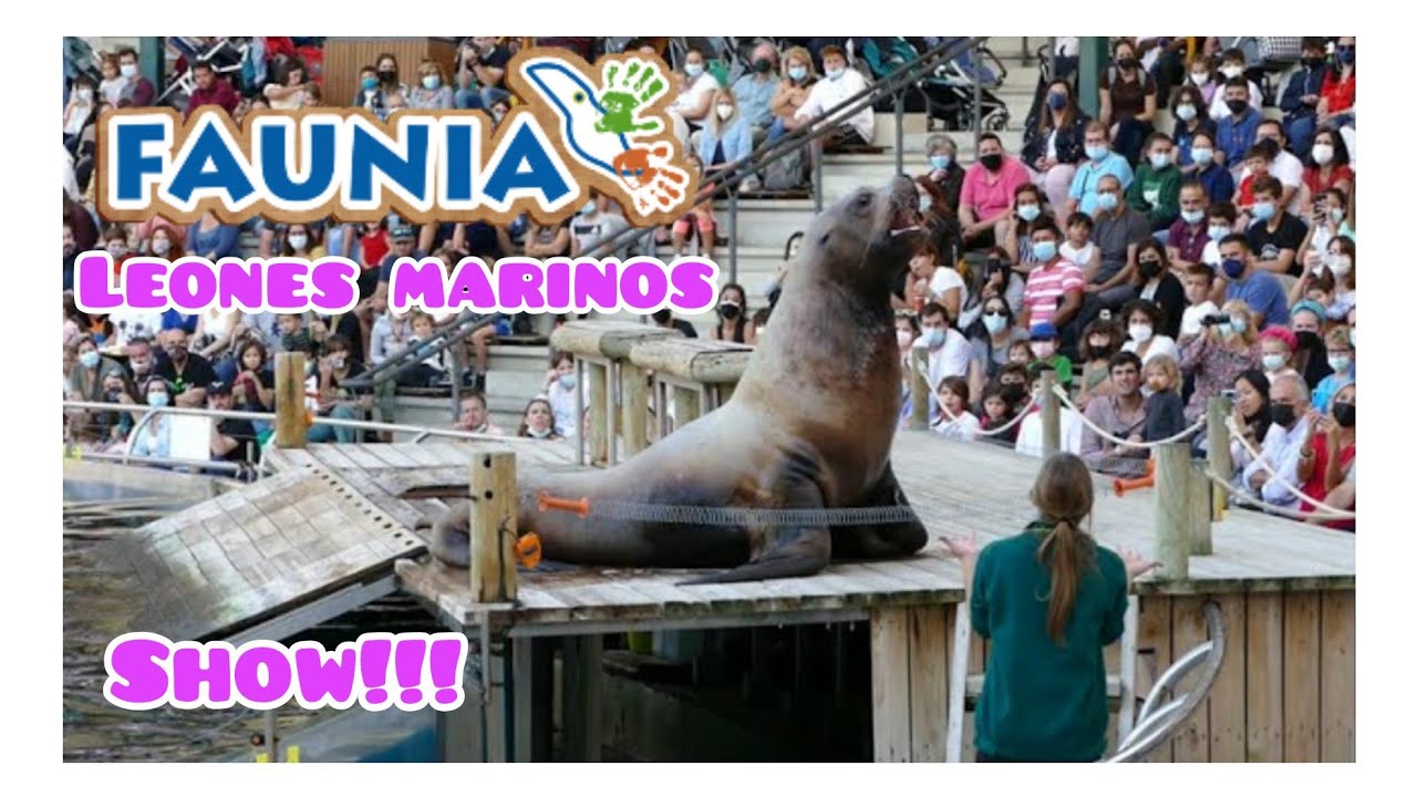 ✅ #SHOW | 🎥🦦 Leones Marinos en la bahía de Steller - #FAUNIA 😍😍😍 #naturaleza #animales