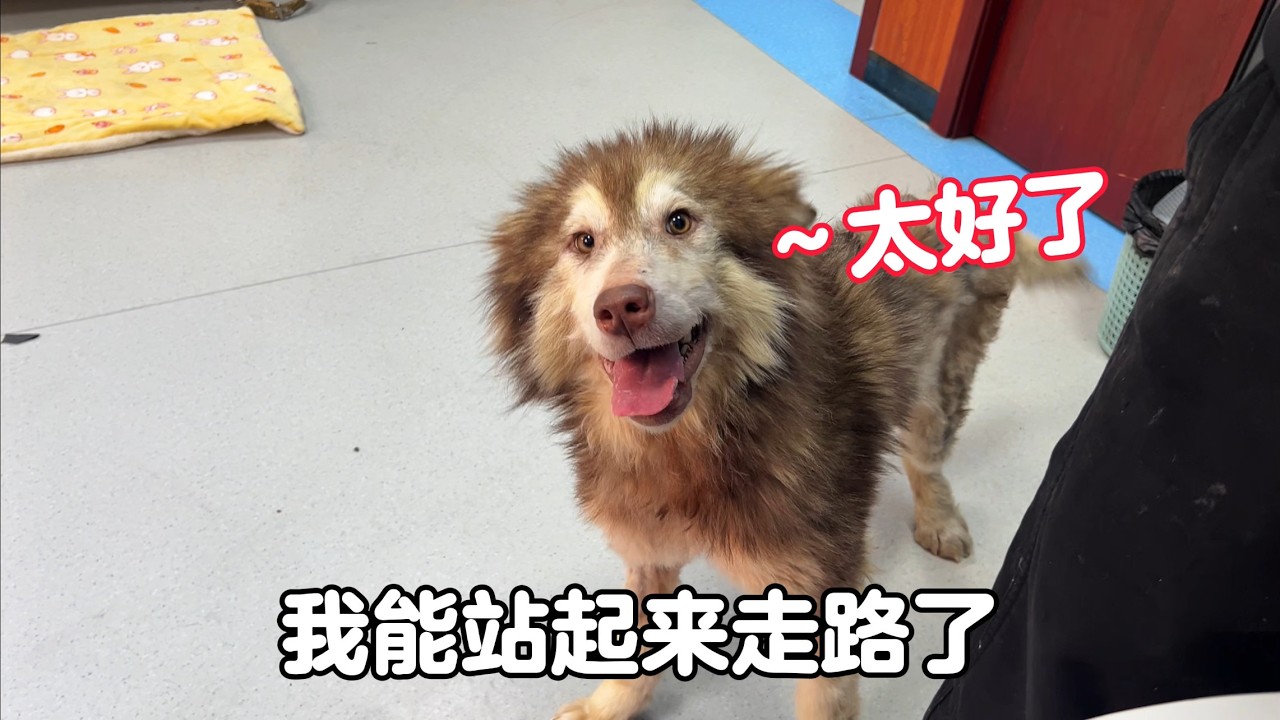 經過幾天的悉心照顧，癱瘓狗狗能自主站立行走，太讓人高興了