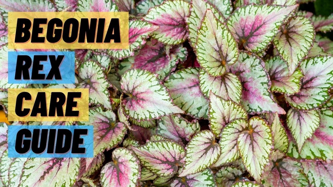 5 Tips For Begonia Rex Plant Care | How to Care for Begonia Rex Plant
