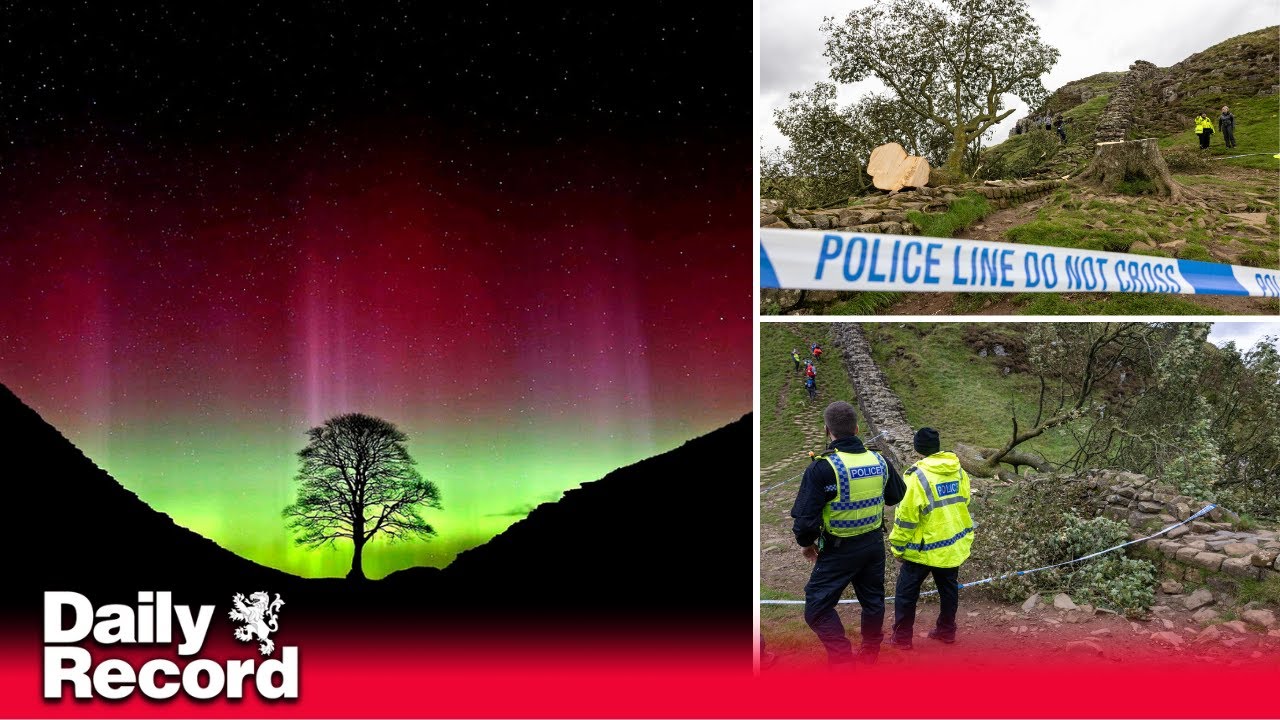 Sycamore Gap tree 'chopped down by vandal' overnight sparking police probe