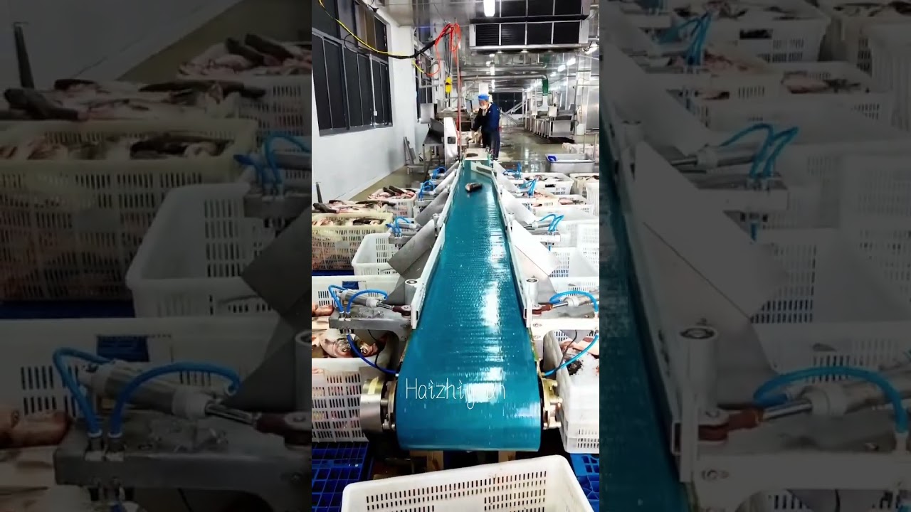 Fish weight sorting machine #fishing #seafoodprocessing #seafood #food