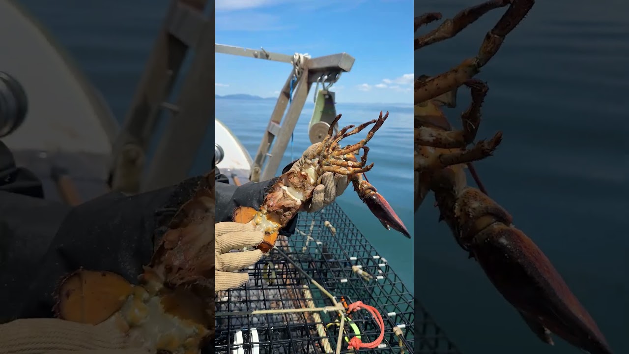 Lobster Barnacle Removal!