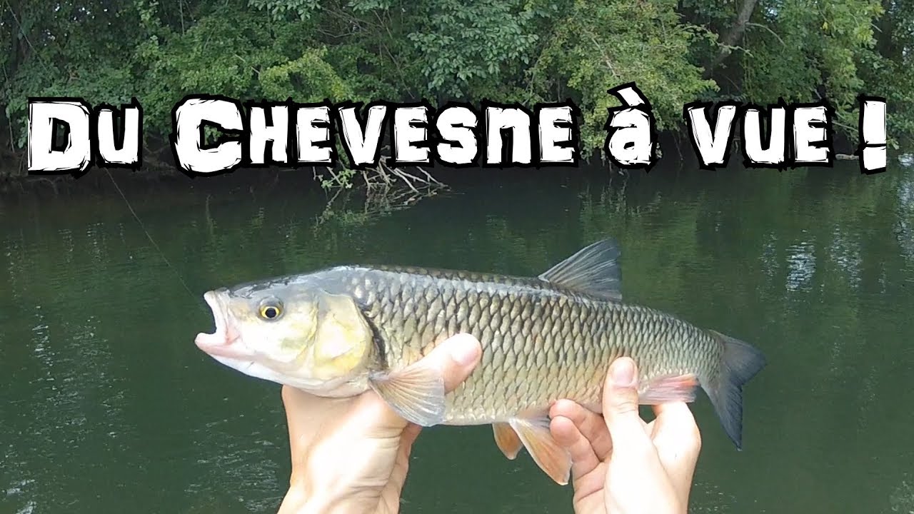 Pêche du CHEVESNE à VUE - 