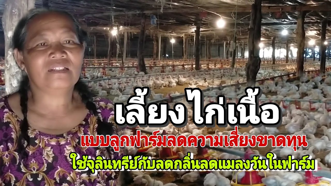 เลี้ยงไก่เนื้อแบบลูกฟาร์มลดความเสี่ยงเรื่องขาดทุน สร้างรายได้แบบยั่งยืน ใช้จุลินทรีย์ดับกลิ่น