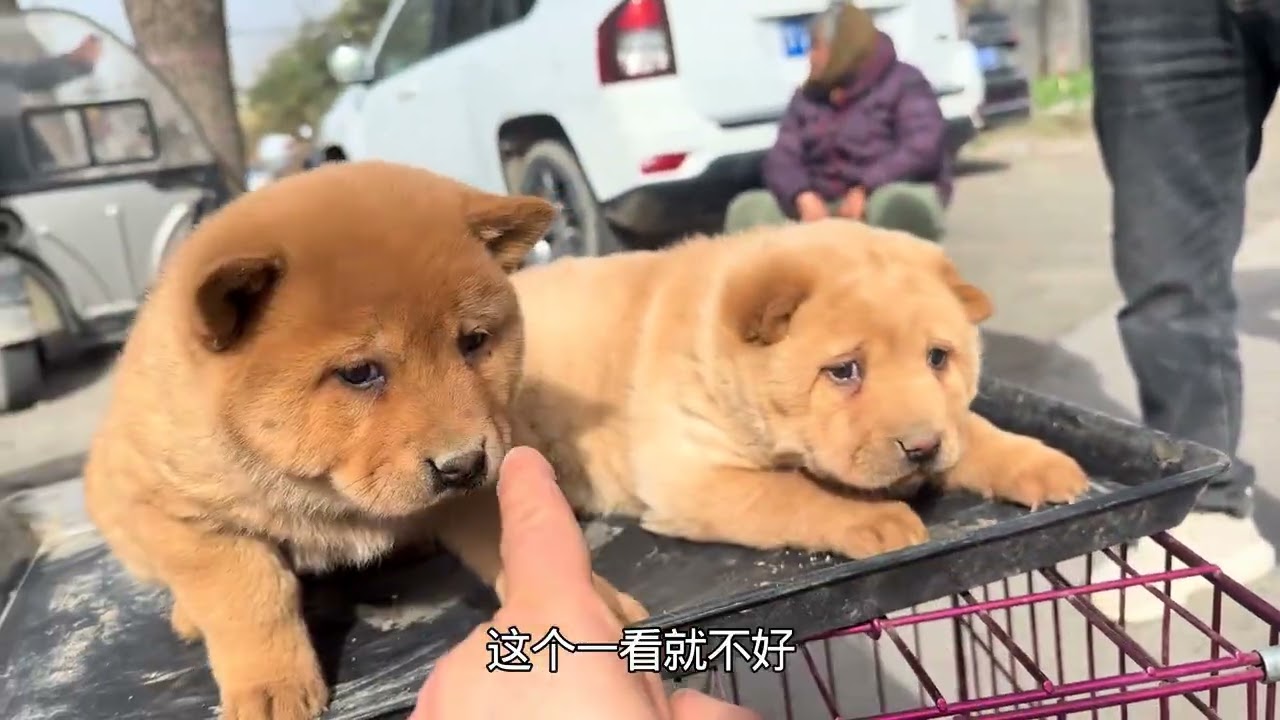 小田园犬回新家，第一次坐车，一脸蒙圈甚是可爱！