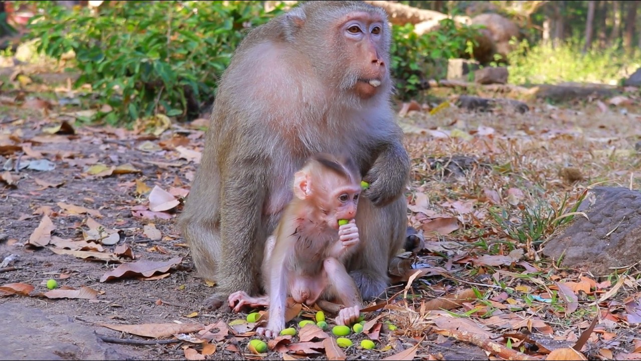 Adorable How Sweeties Baby Boris Eat Lotus With Mum Briana !