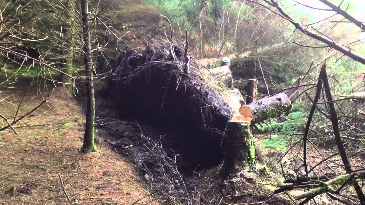 Storm Damage - Tree Cutting -  Scotland