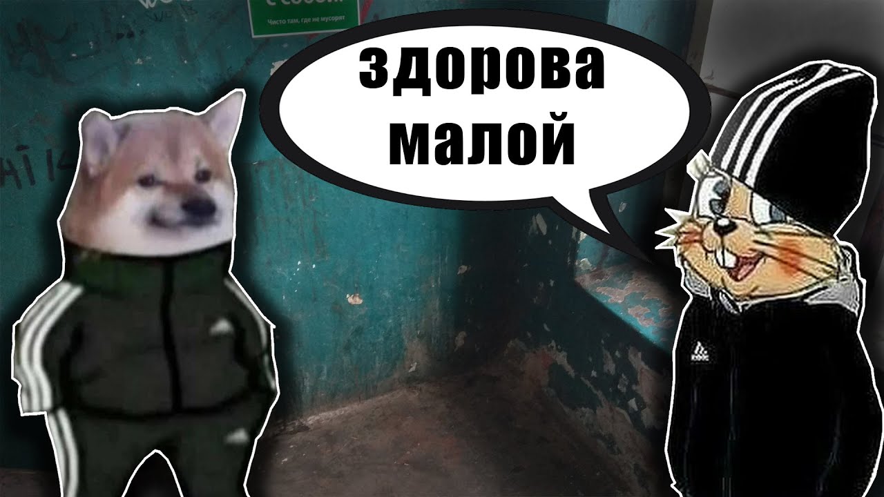 Мем Собака в Адидасе (Adidas Dog)