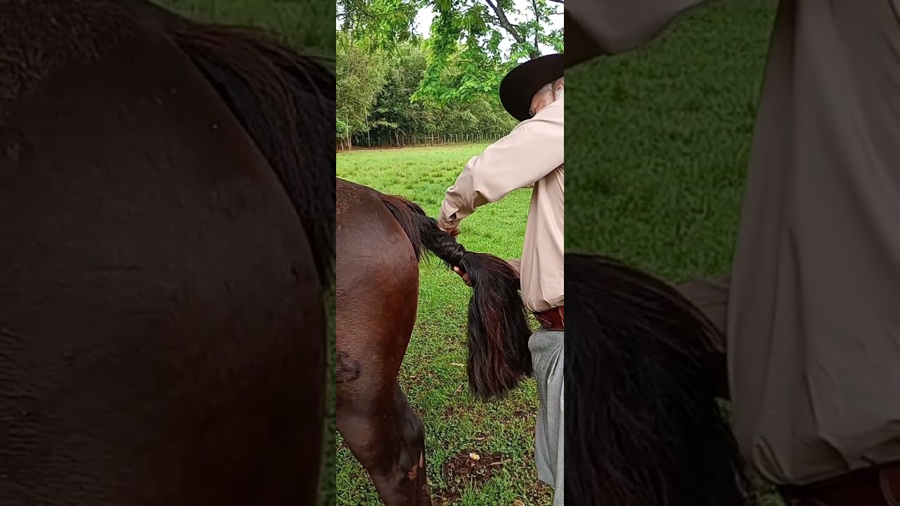 Crina de cavalo!!