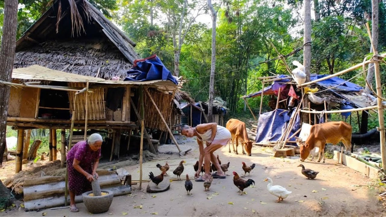 Harsh Lives in a Poor Border Mountain Village | Raising Buffaloes, Cows & Chickens