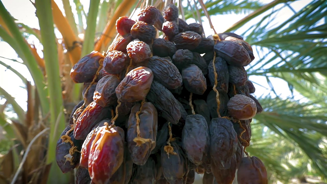 Jordan River Dates تمور نهر الأردن