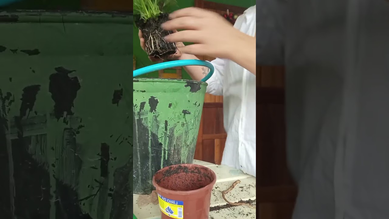 Vlog de cuidados com minha plantinhas.