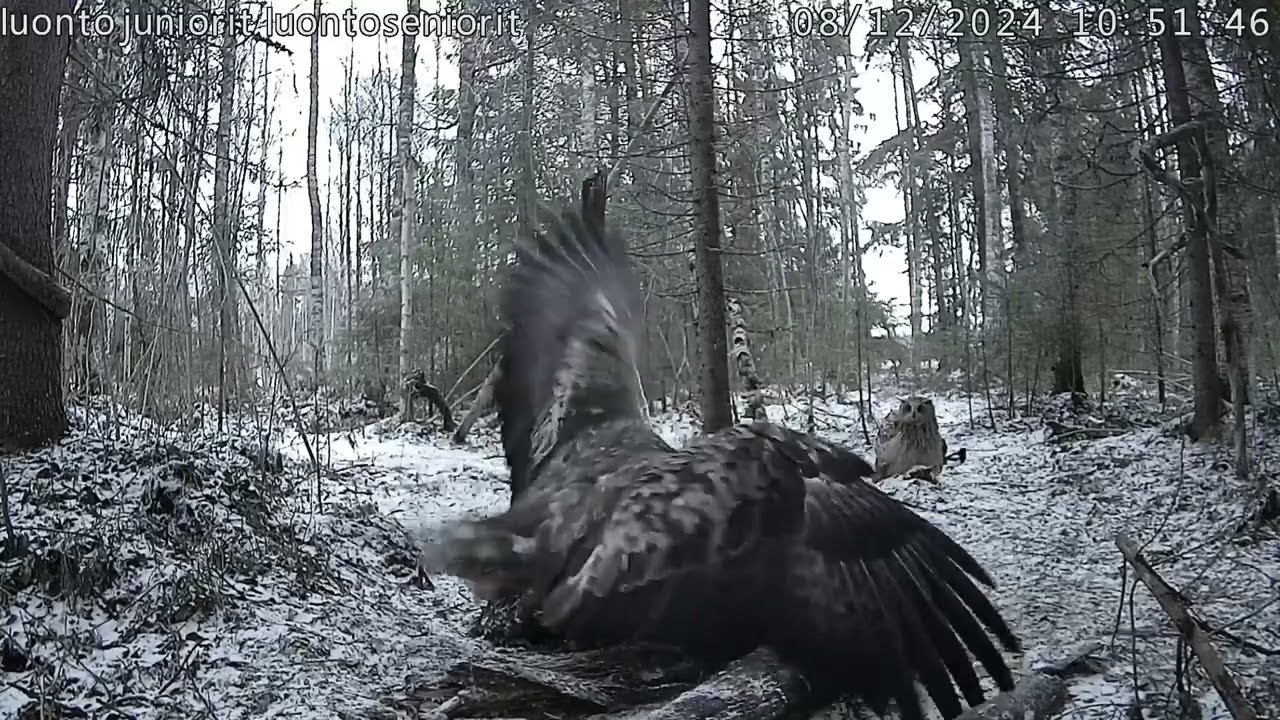 EAGLE OWL (BUBO BUBO) VS. GOLDEN EAGLE/ LUONTOLIVE