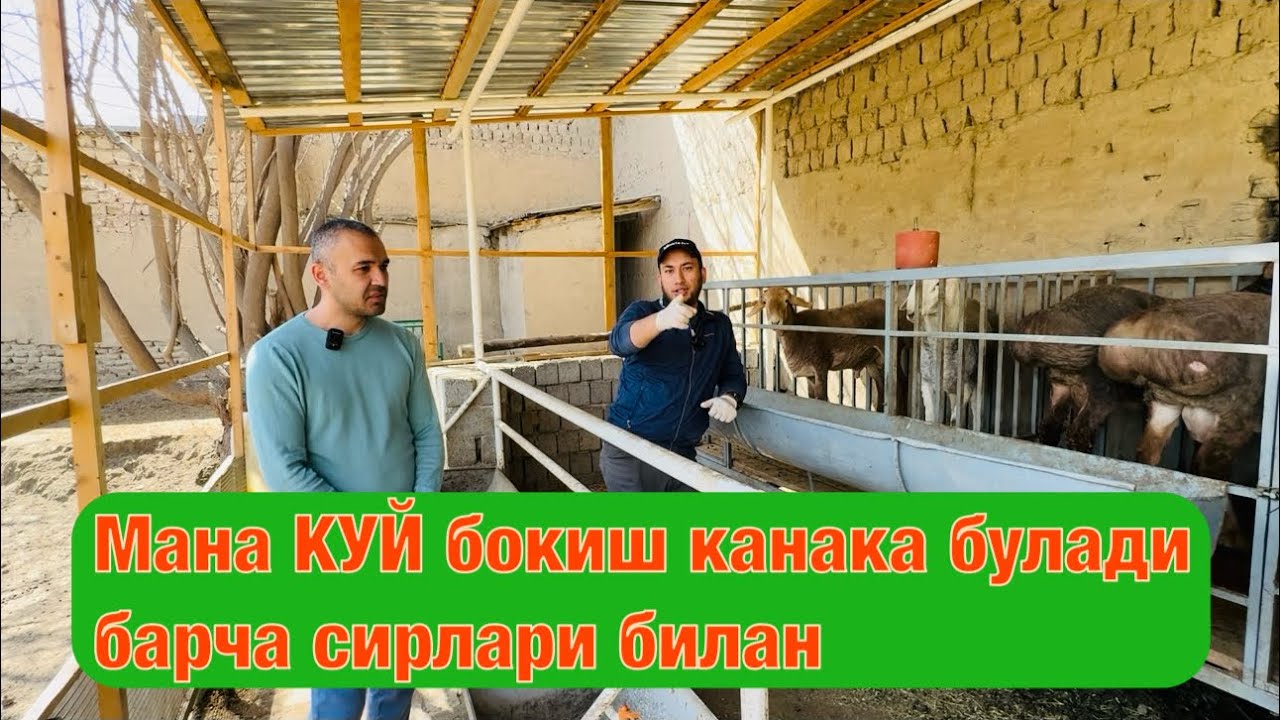 КУЙ бокип фойда килса булади!!! Куй бокиш сирлари. Насл ишкибозлари учун #romavetuz дан эксклюзив