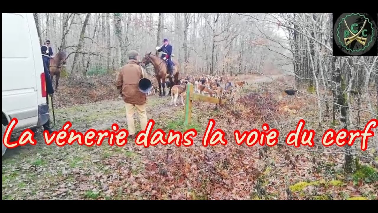 Chasse à courre aux cerfs - La vénerie dans la voie du cerf !!