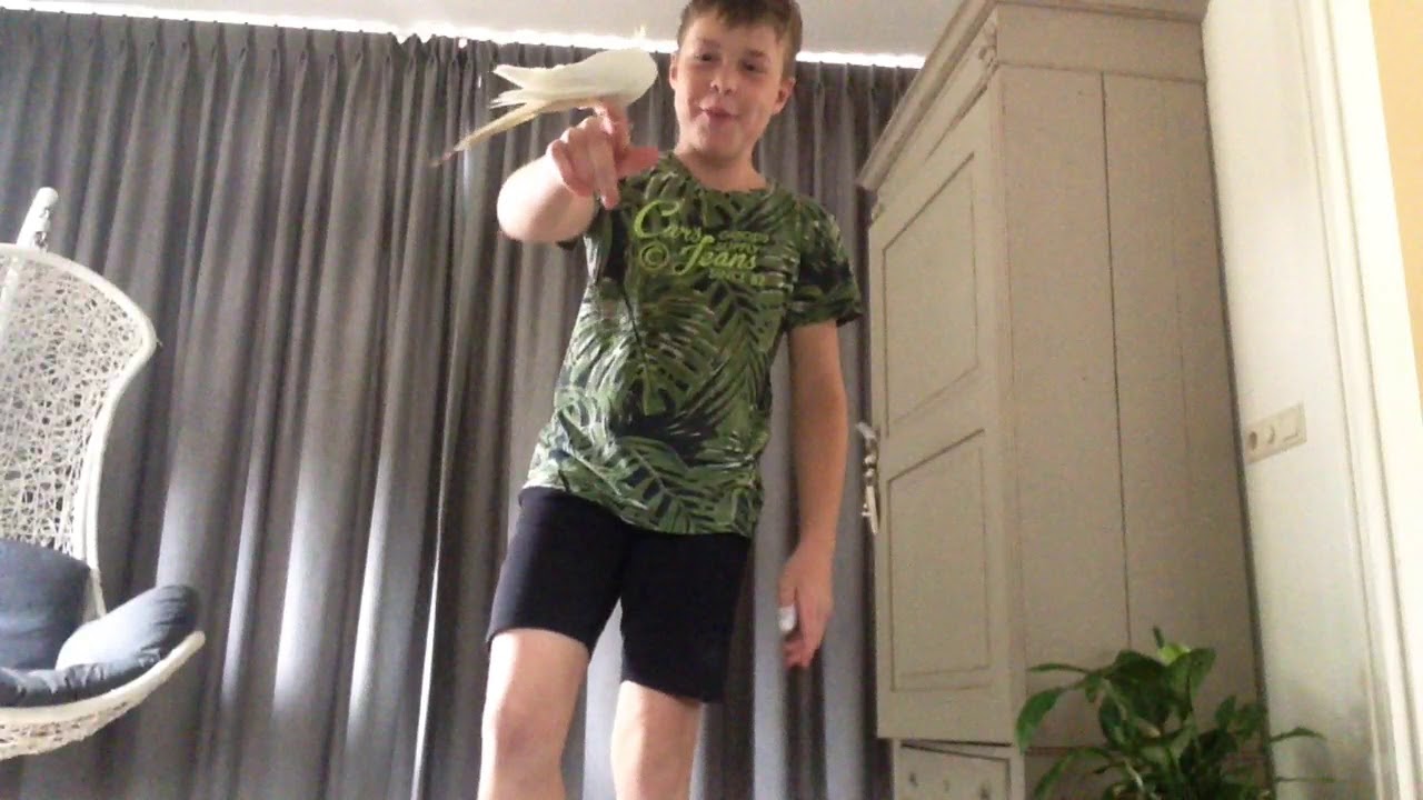 Chekko de valkparkiet mee spelen en  leren hoe je jou vogel tam maakt.
