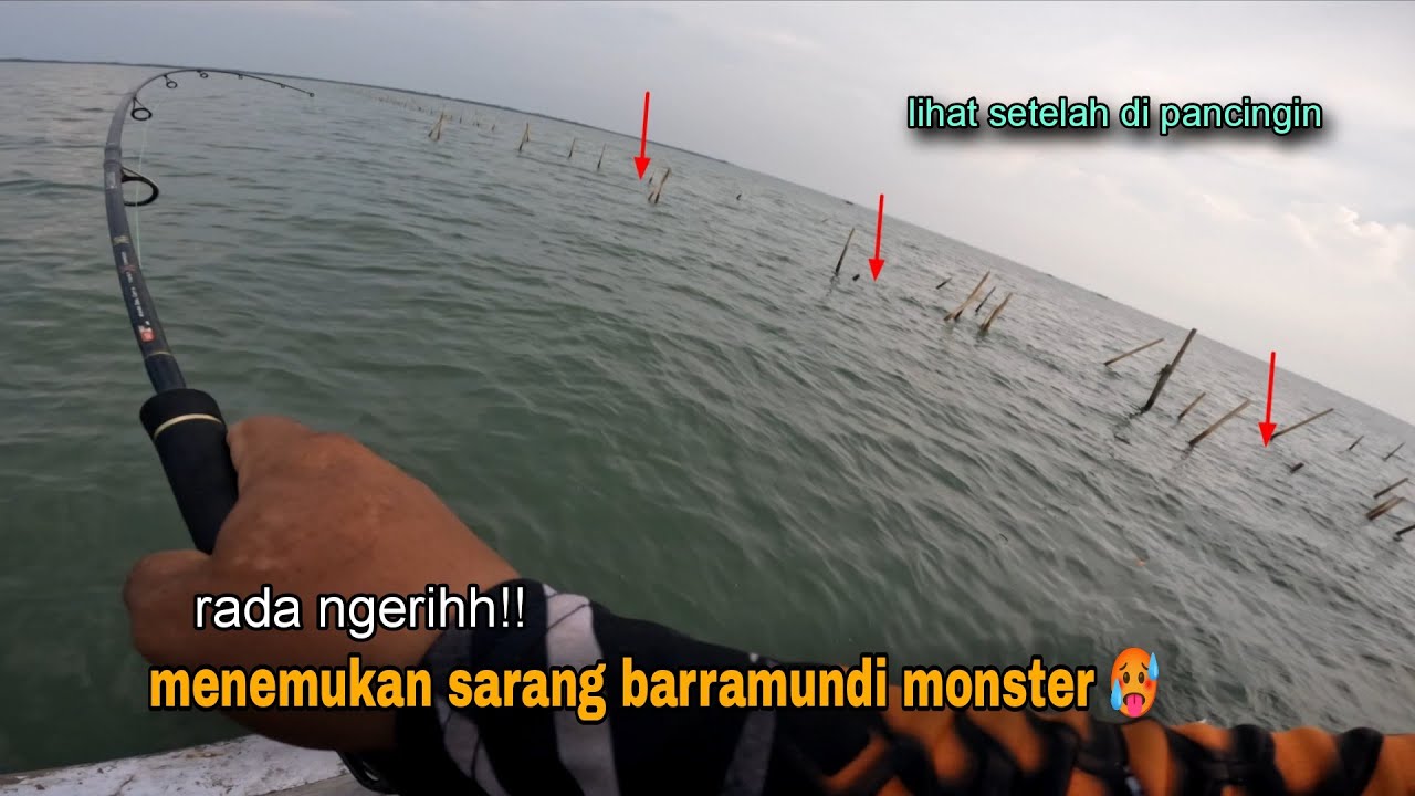 Seperti mimpi!! Ketemu gerombolan kakap putih monster 