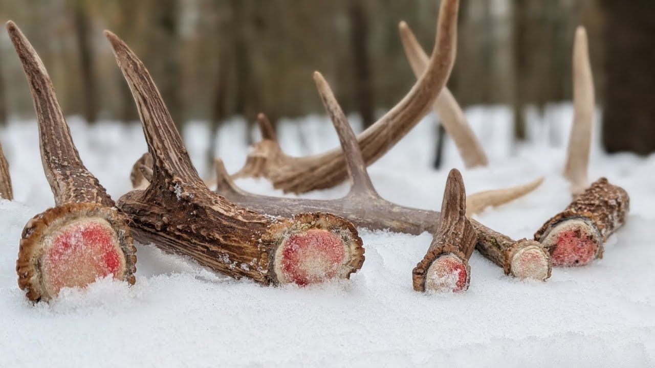 2026 Shed Hunting- 