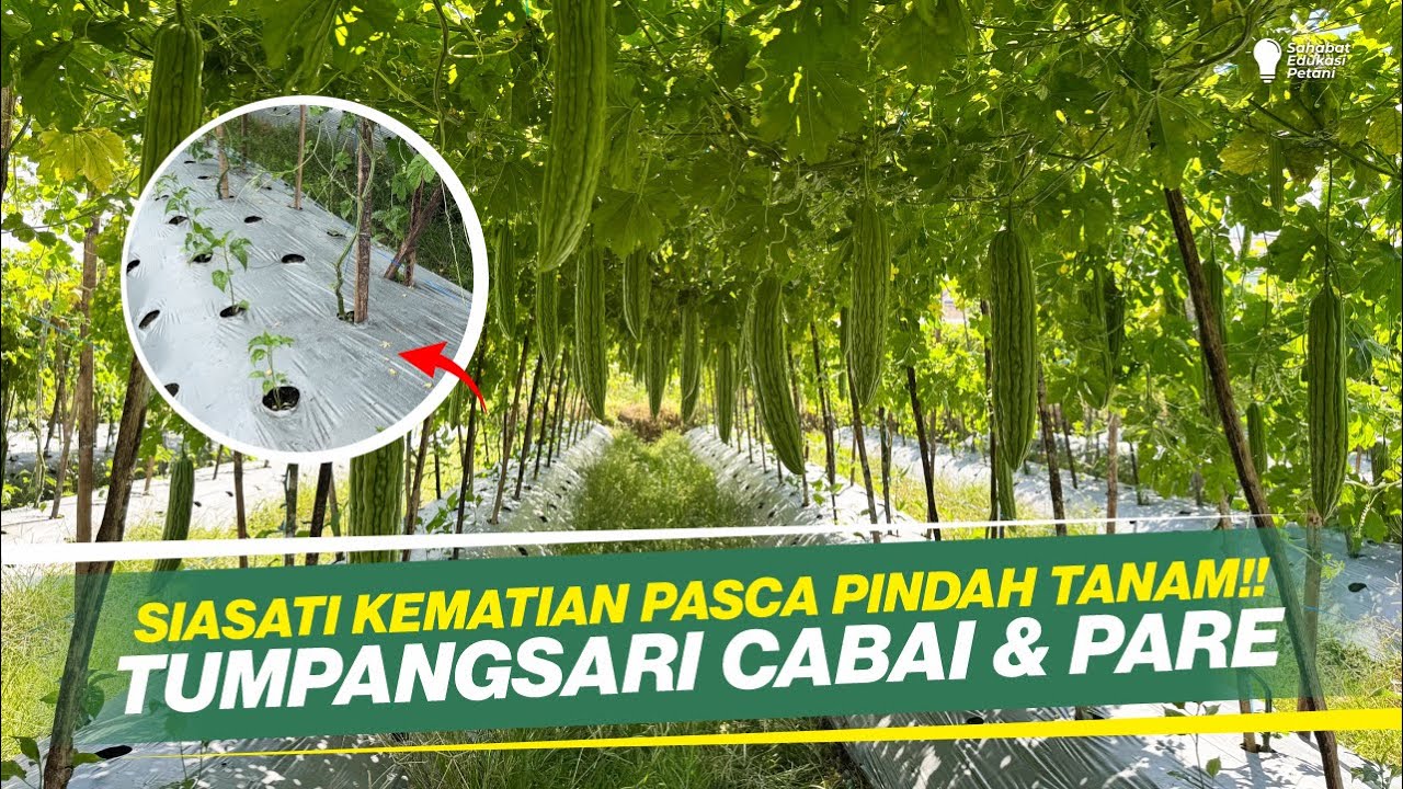 TUMPANGSARI CABAI & PARE ‼ SOLUSI BARU ATASI KEMATIAN CABAI DI MUSIM KEMARAU ‼