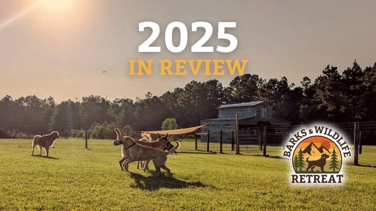 2025 in Review: A Transformational Year at Barks & Wildlife Retreat