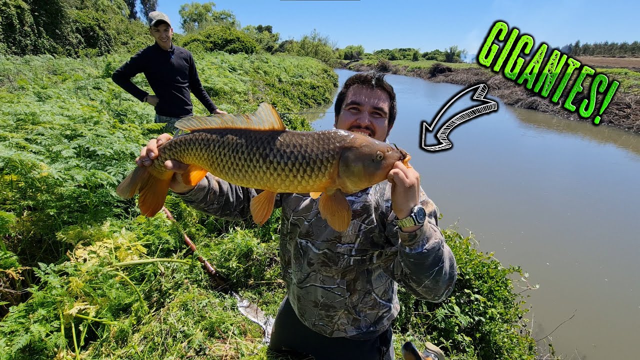 PESCA DE CARPAS GIGANTES temporada 2021 | Caceria PCP Chile