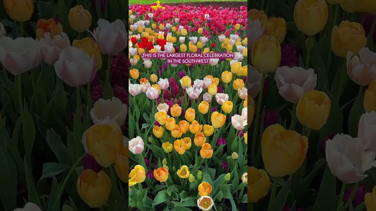 🌸 Experience Over Half a Million Blooms in Texas ✨ Dallas Blooms is back at starting Feb 21–Apr