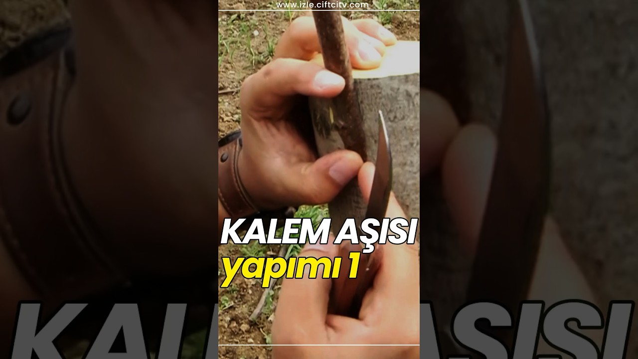 Kalem aşısı nasıl yapılır? PART 1 👈