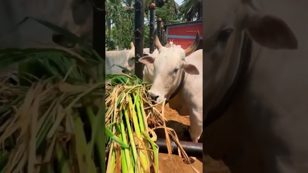 D B&Oslash;SS #karnataka #love #darshanforever #duet #kannada #automobile #youtube ❤️✨✅