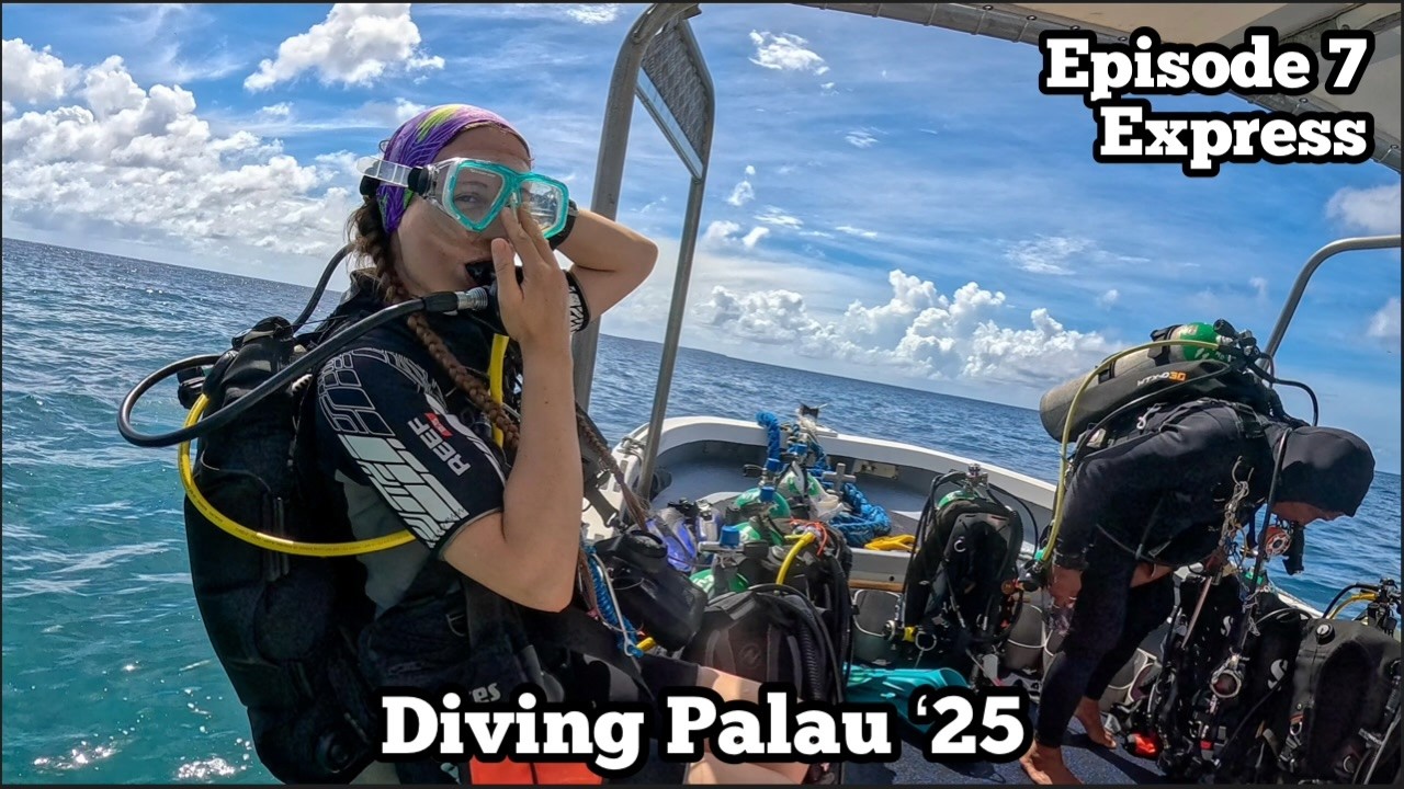 No Express | White Beach, Peleliu Express & Wall, Turtle & Barnum Wall | Diving Palau '25 Ep 7
