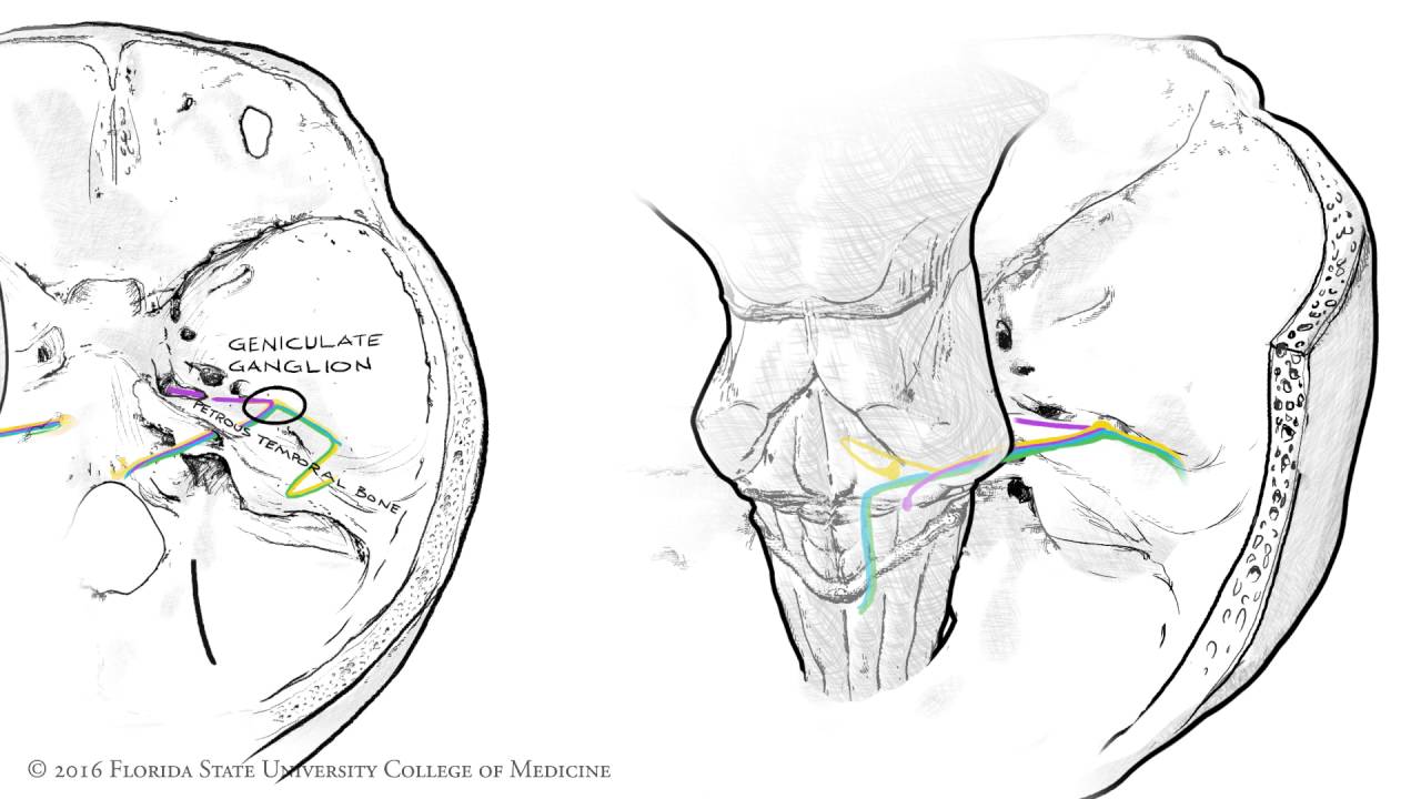 The Facial Nerve (CNVII): Animated Review