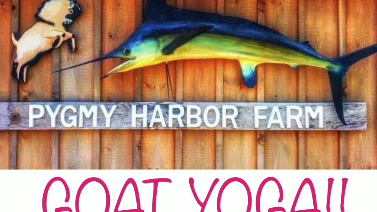 Goat Yoga at Pygmy Harbor Farm