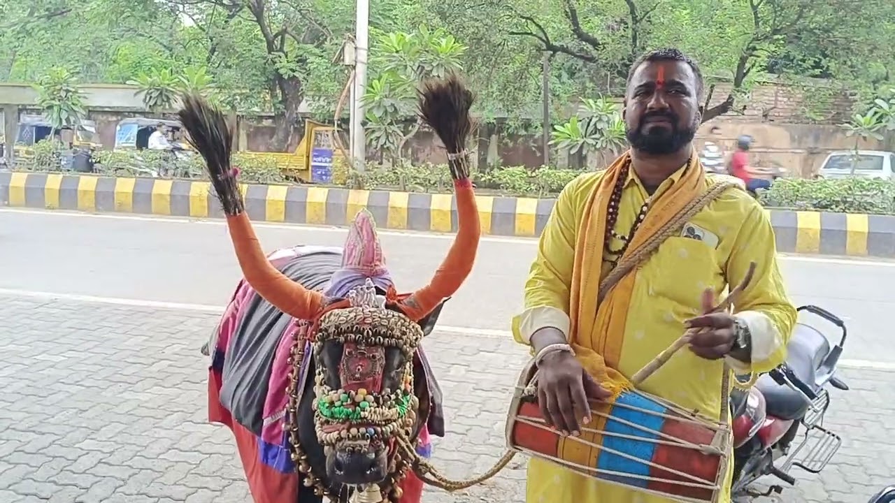 नंदी बैल # nandi bail # nagpur # indian culture# Maharashtra culture.