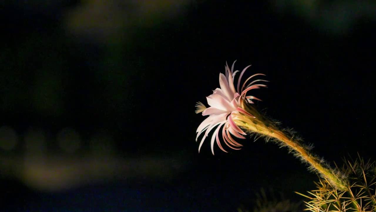Zeitraffer - Ein Kaktus erblüht - time-lapse cactus flower