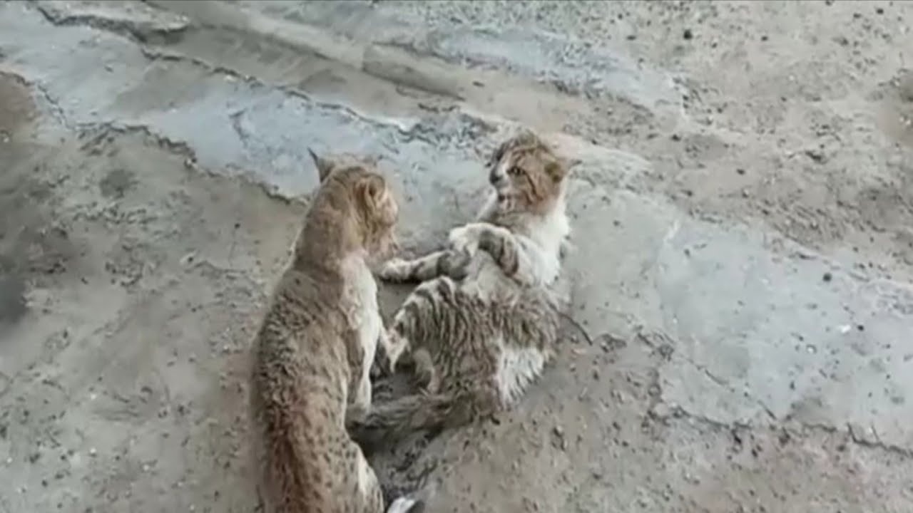 CAT 🐈 FIGHTING HE BITE MY FINGER; BLOODY FINGER IS THE RESULT