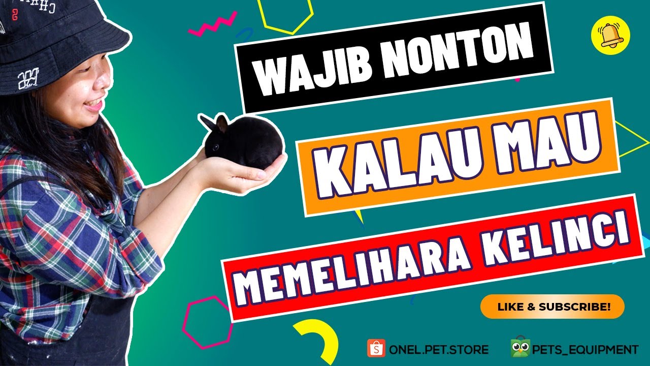 KESALAHAN PEMULA SAAT MEMELIHARA KELINCI