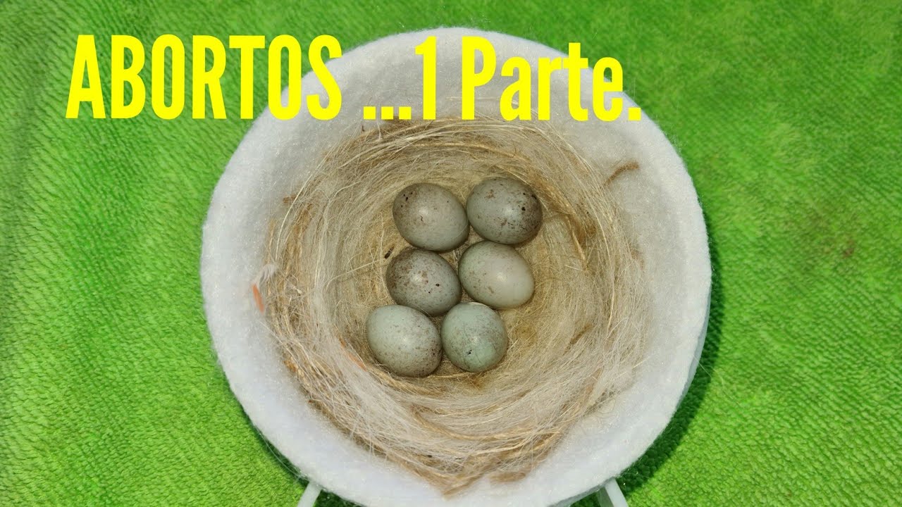 ABORTOS primer consejo parte 1.